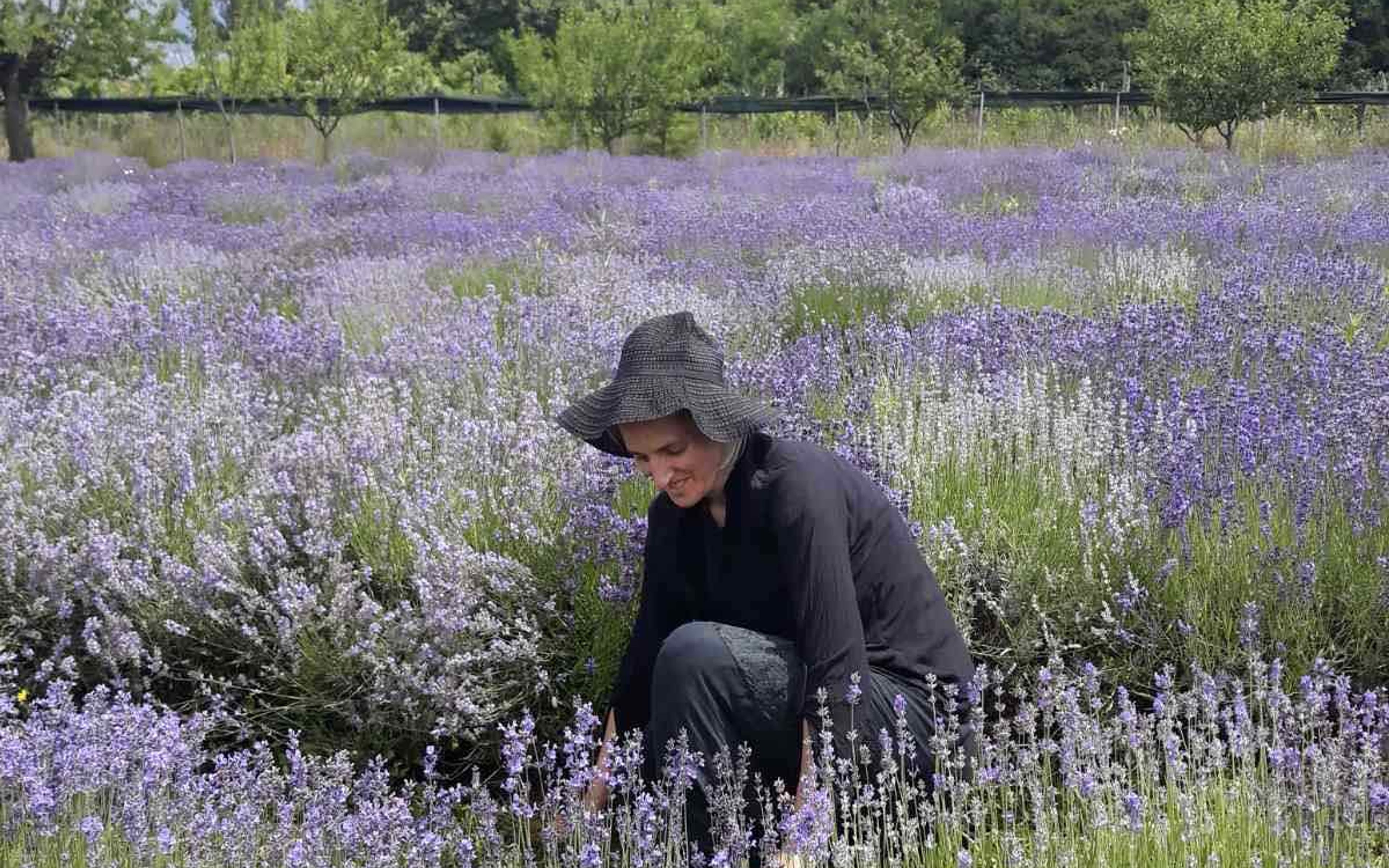 A woman dressed in black and wearing a hat picks lavender in a vast field of purple flowers, surrounded by greenery.
