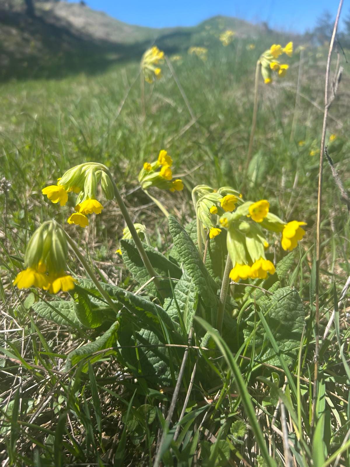 Close-up of yellow primrose flowers (Primula veris) among green leaves and grass in a sunlit meadow.