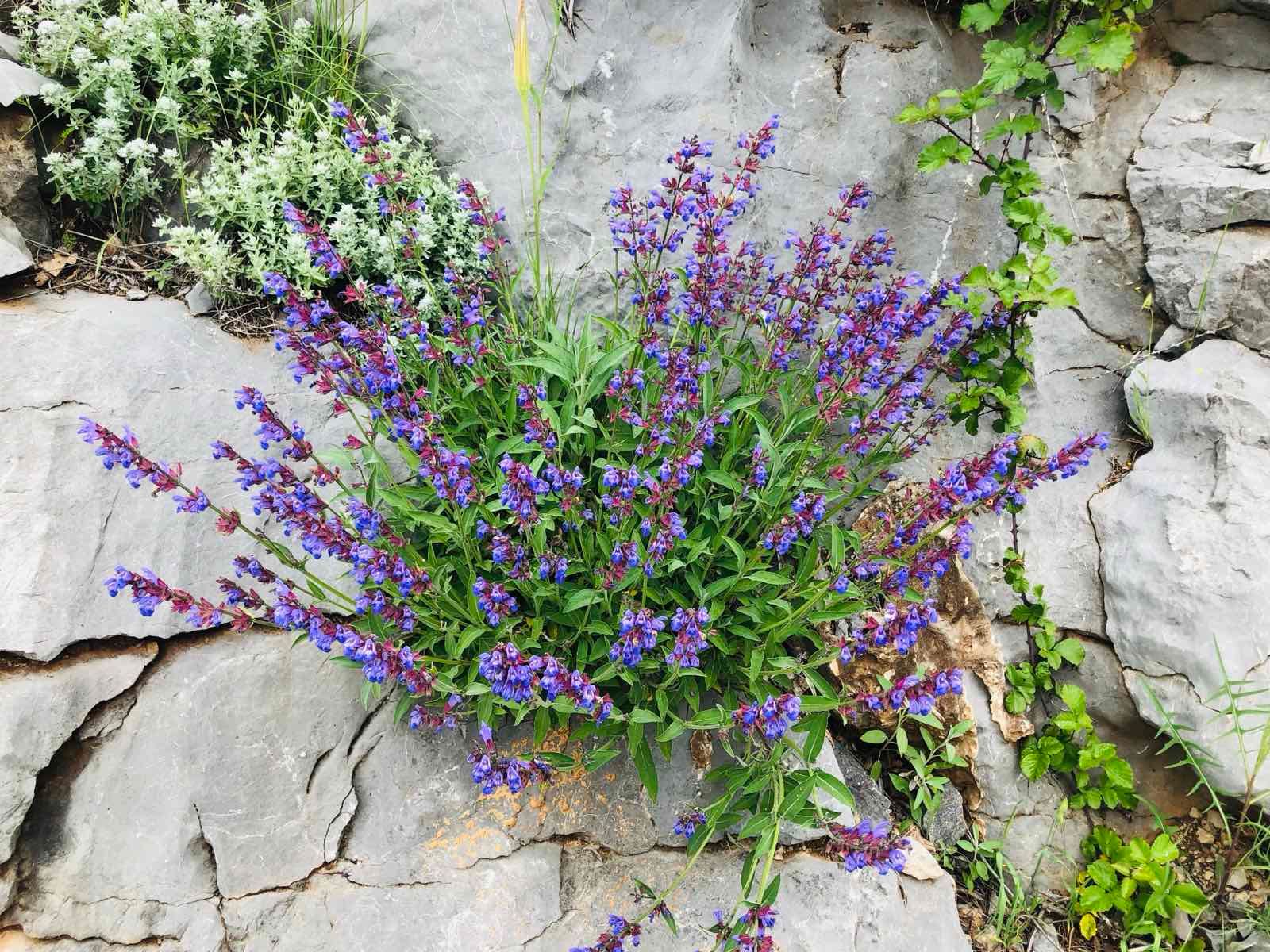 Blooming sage growing among the rocks of Montenegro’s karst landscape.
