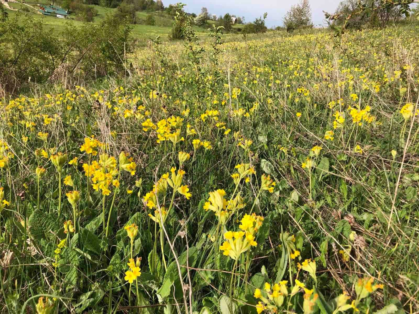 A spring meadow covered with yellow primrose flowers, with greenery and trees in the background.