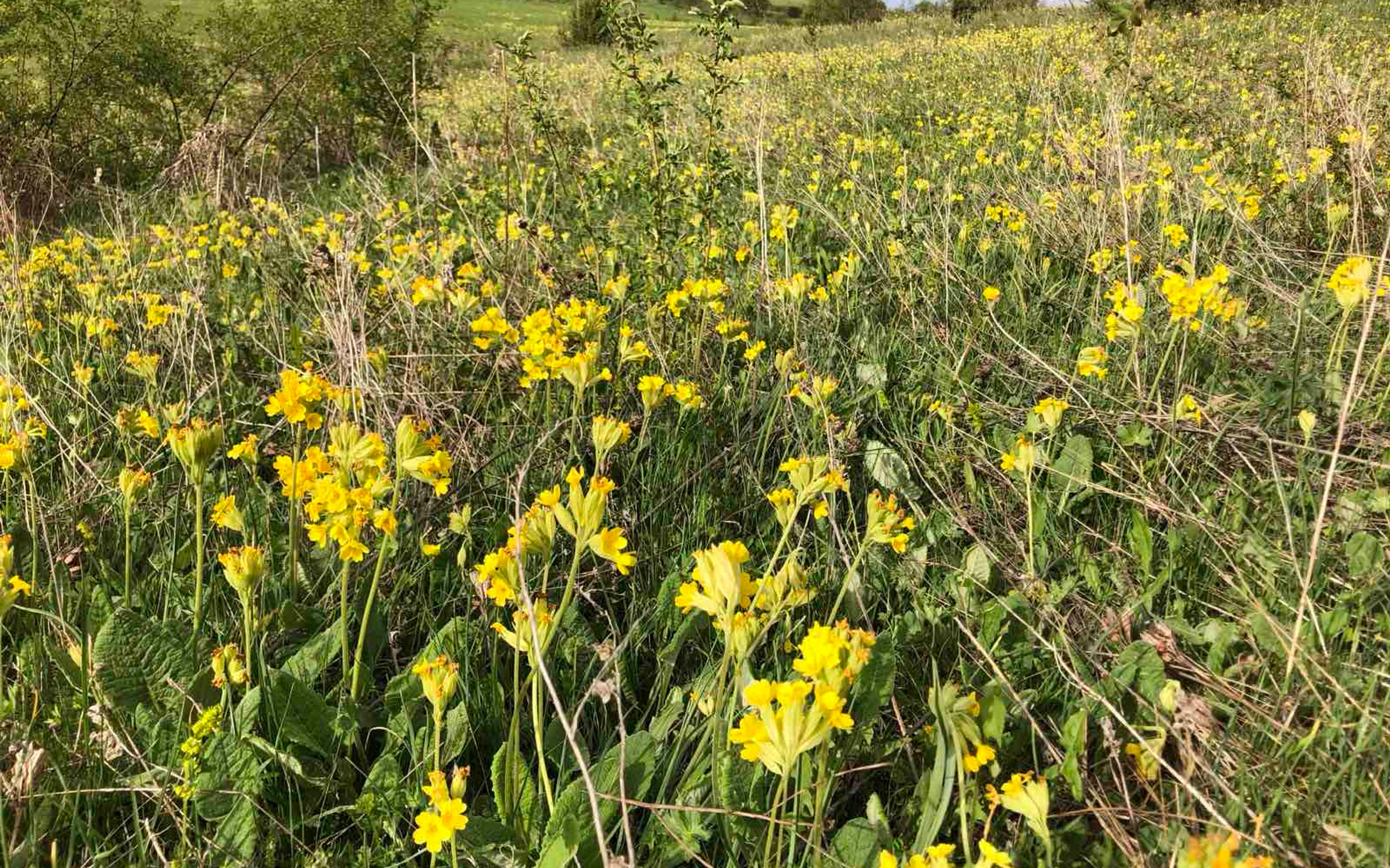 A spring meadow covered with yellow primrose flowers, with greenery and trees in the background.