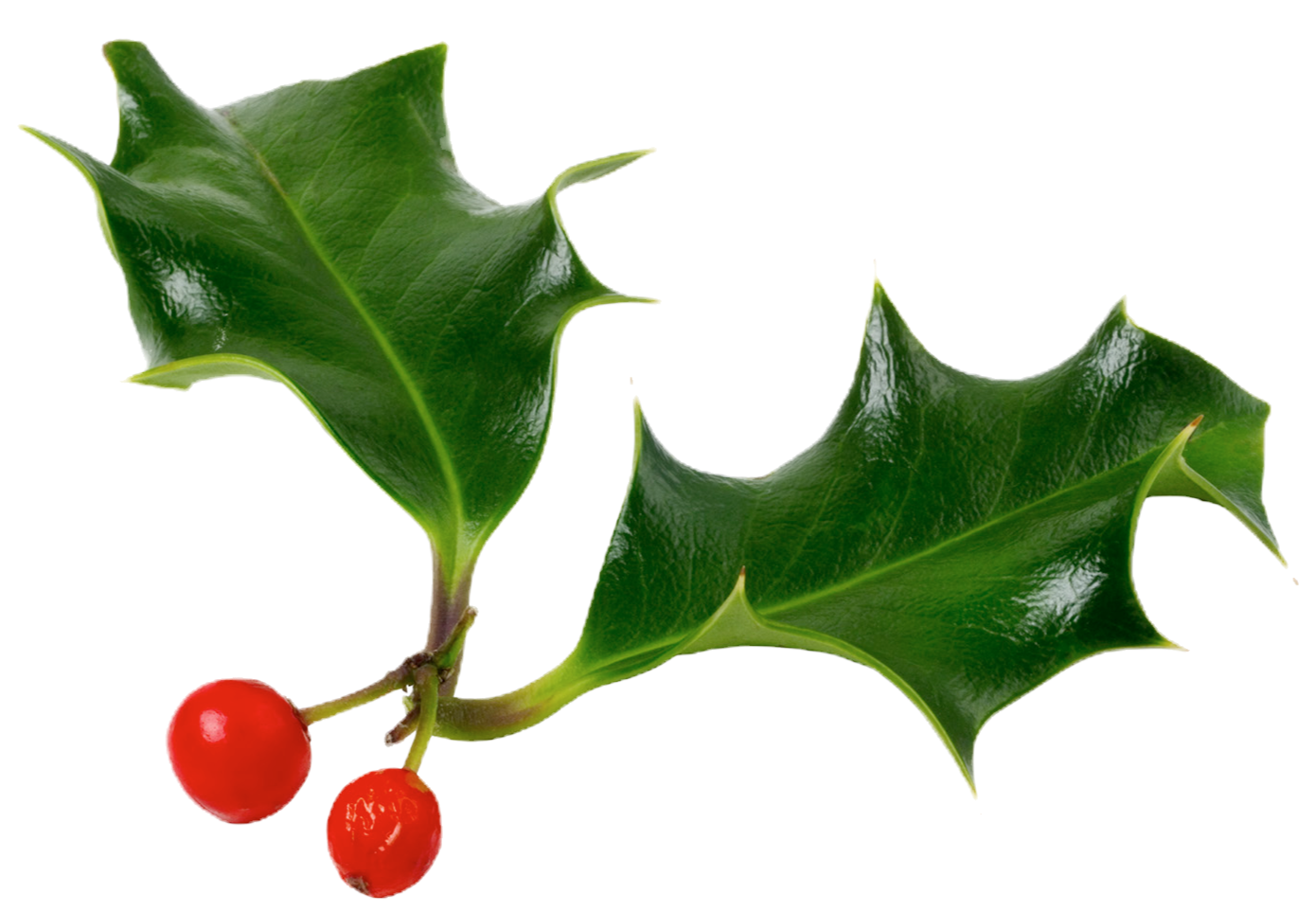 Holiday greenery