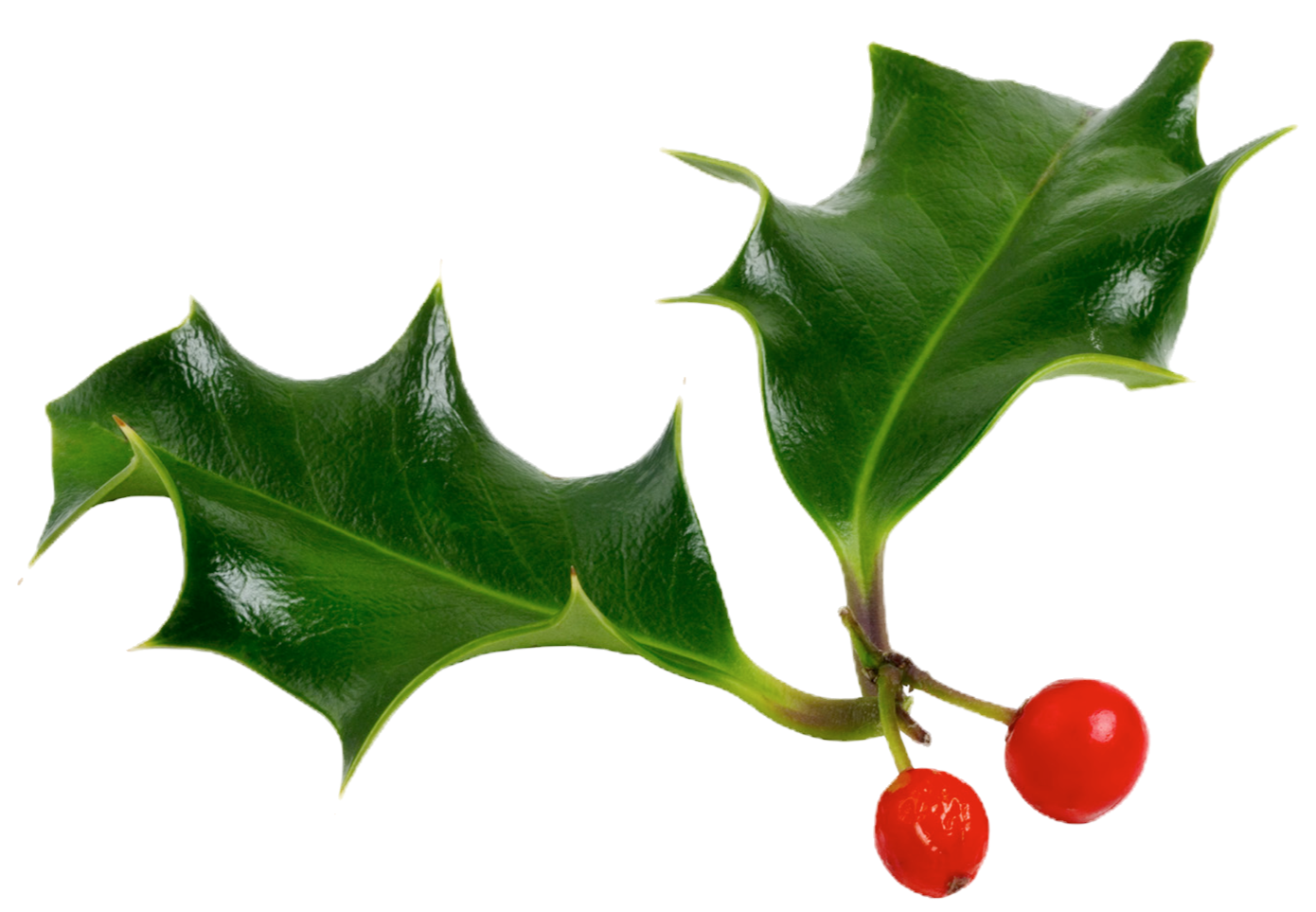 Holiday greenery