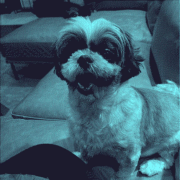 A beautiful Shih Tzu swooning over her poppa