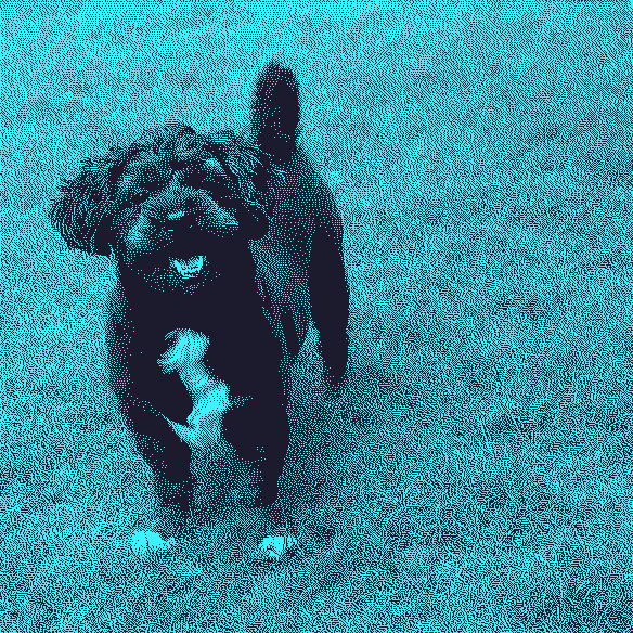 A stunning Shih Tzu Poodle mix smiling at the camera in the backyard