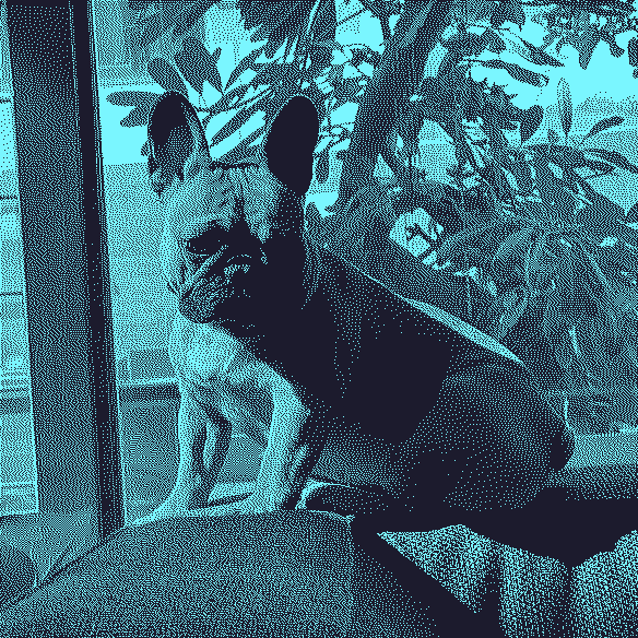 A gorgeous French Bulldog posing for the camera on the couch