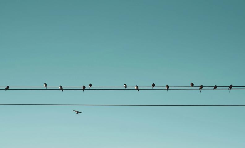 Птицы, сидящие на линии электропередачи