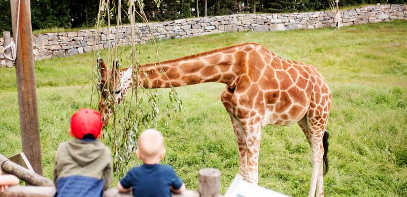 Two children looking at a giraffe at Dyreparken, a zoo and theme park in Kristiansand, Norway.