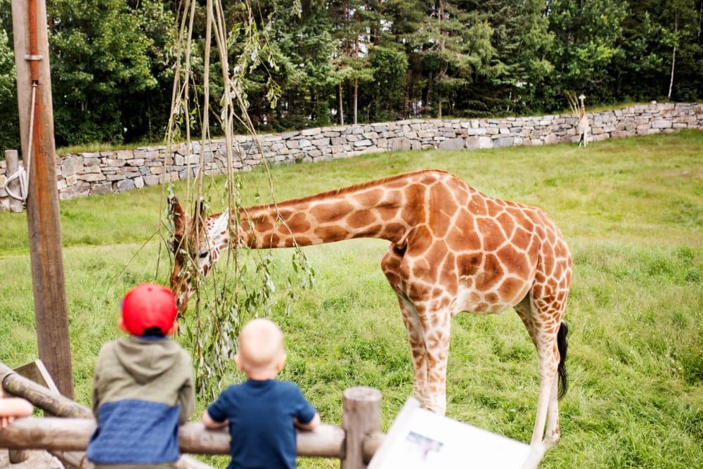 Två pojkar studerar en giraff på djurparken i Kristiansand.