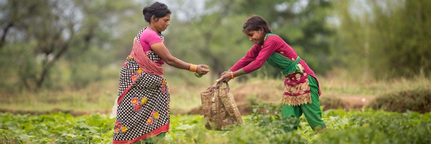 En kvinne og en jente arbeider med å høste inn avlinger. 