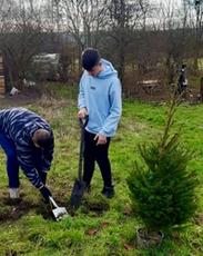 Ungdommer som er med i Birkheads Wilds prosjekter planter en liten gran i felleshagen.