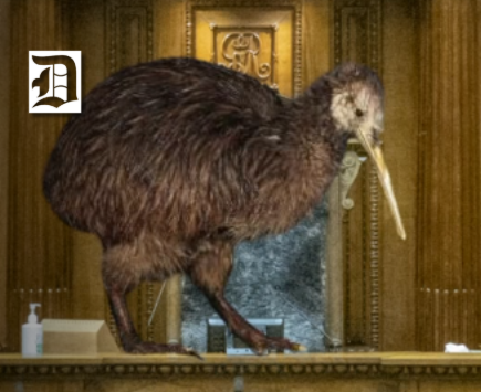 Kiwi in the Speakers seat, Parliament, and the Dunedin Reading cinema in a circle