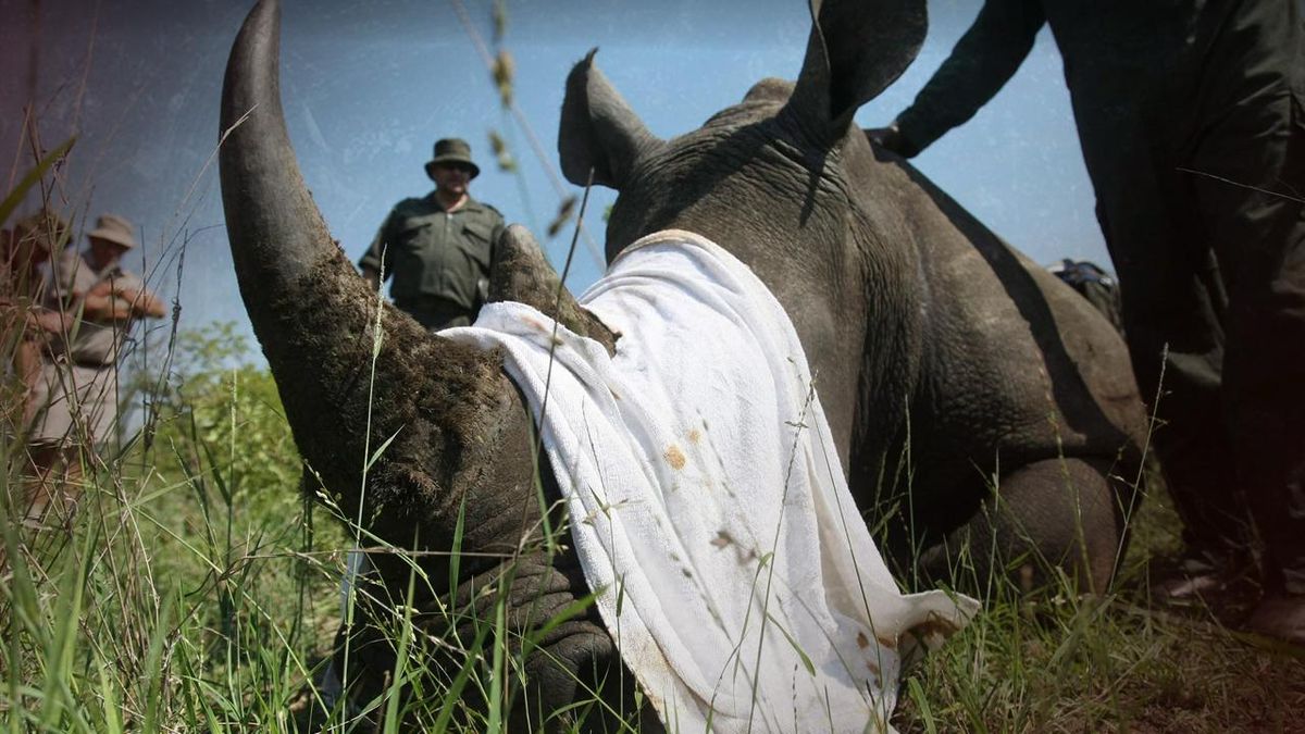 How Western “Green” Activists Are Harming African Wildlife 