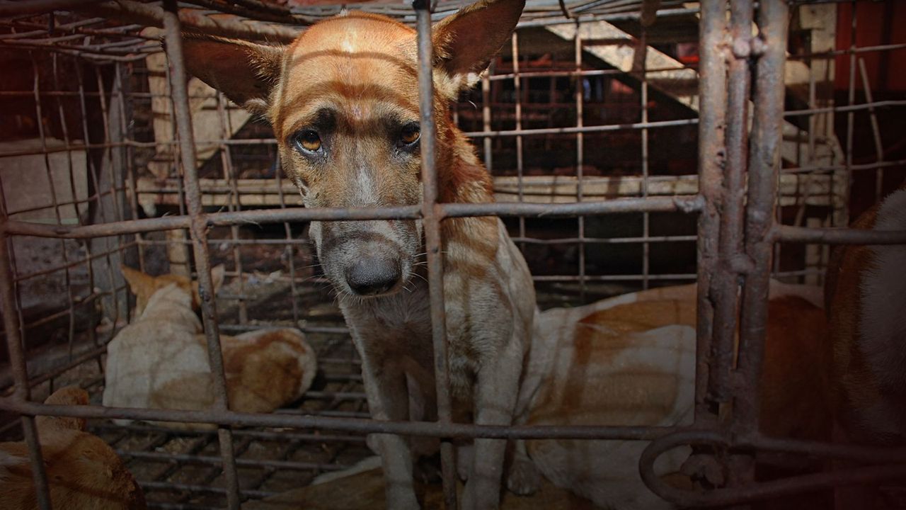 The Cruelty of Dog Meat Markets