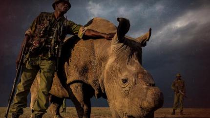 The Untold Psychological Toll of Conservation