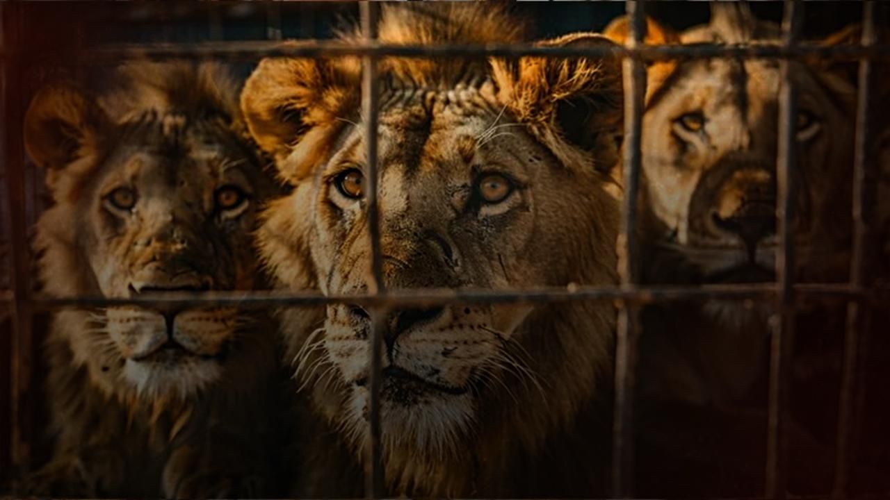 Caged Kings: The Business of Captive Lions 