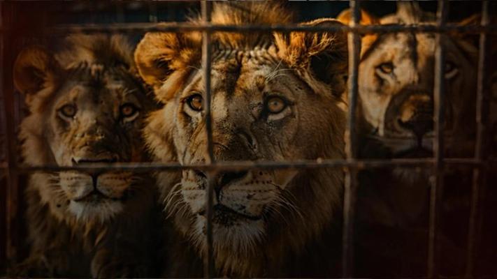 Caged Kings: The Business of Captive Lions 