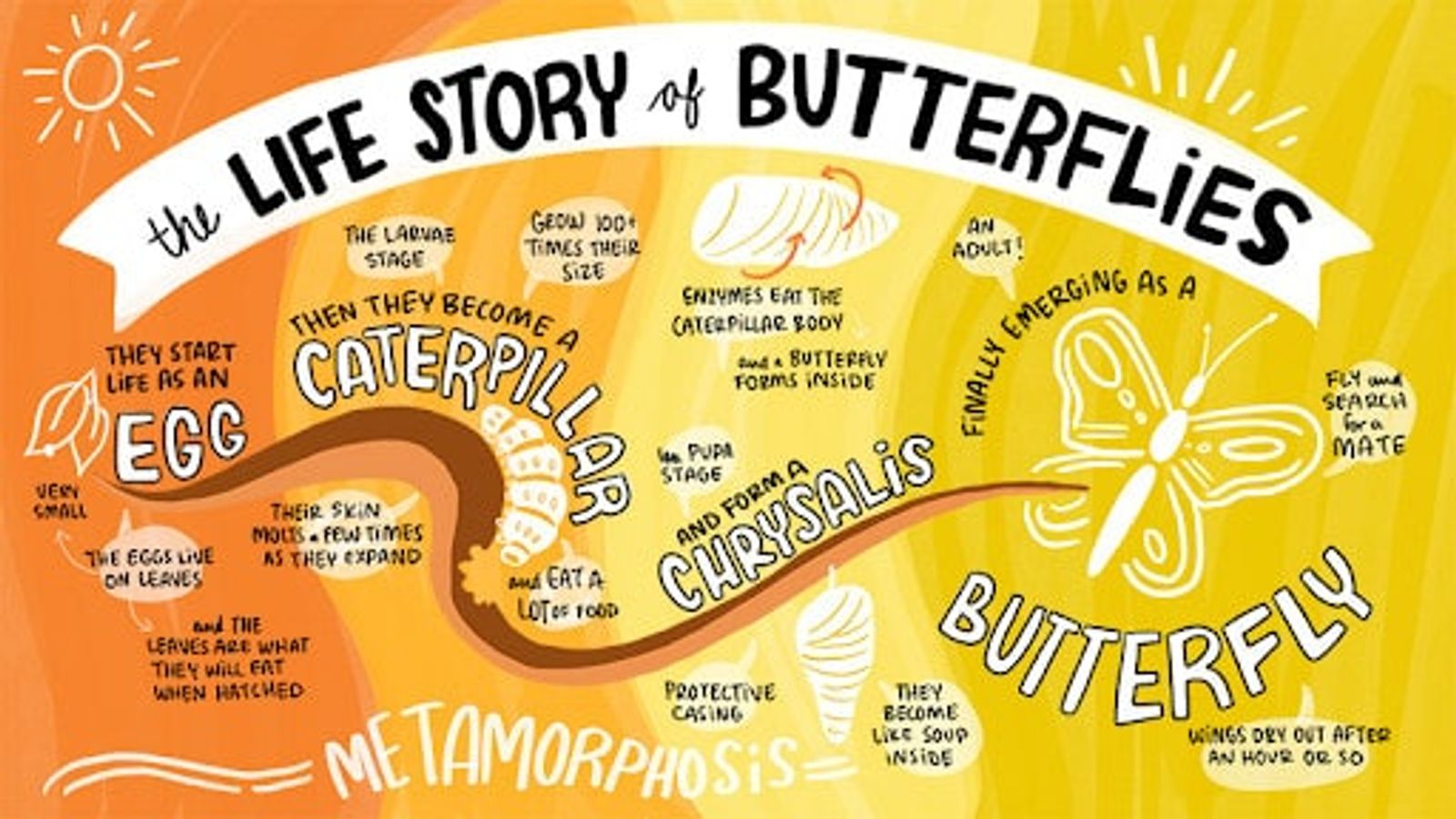 Infografía sobre la metamorfosis de las mariposas