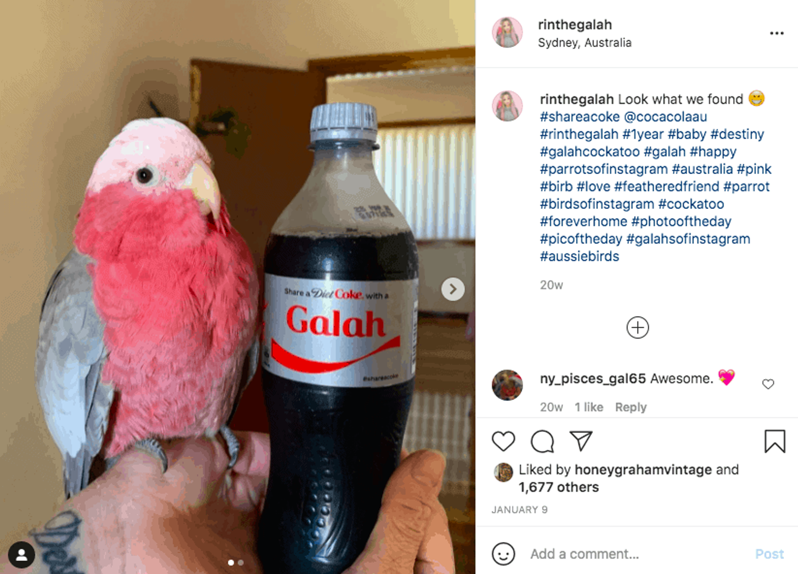 Un pequeño galah australiano en la mano, junto a una botella de Coca-Cola en la que se lee «Galah»