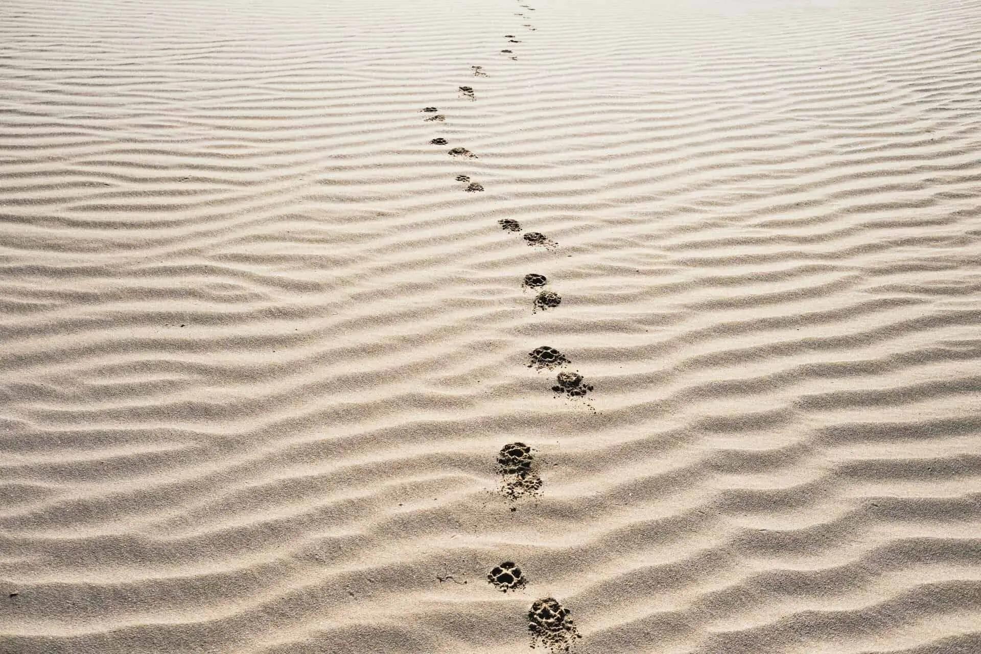 A trail of paw prints crossing a rippled sand dune