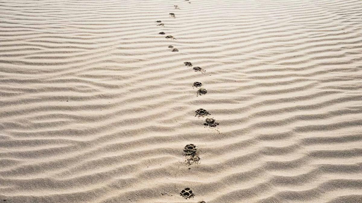 Un rastro de huellas de patas cruzando una duna de arena ondulada