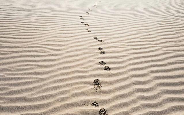 A trail of paw prints crossing a rippled sand dune