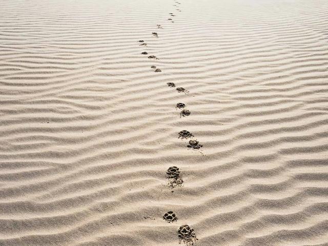 A trail of paw prints crossing a rippled sand dune