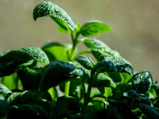 Close up of green basil plant leaves with water droplets, bright green and dark green, light brown background, fresh mood