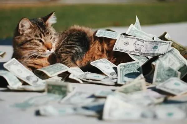 Un gato atigrado tumbado sobre un montón de billetes de dólar al aire libre