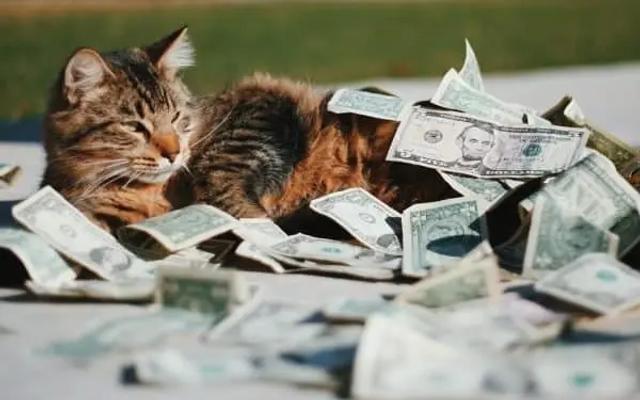 Un gato atigrado tumbado sobre un montón de billetes de dólar al aire libre