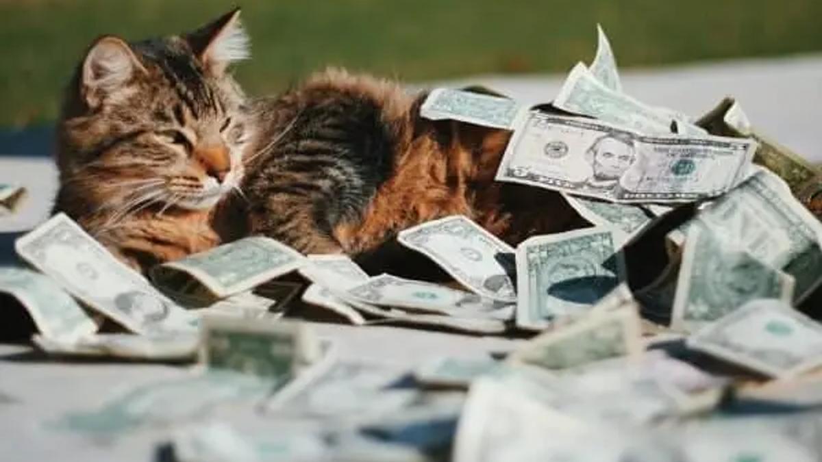 Un gato atigrado tumbado sobre un montón de billetes de dólar al aire libre