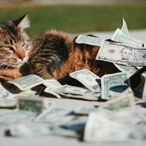 Un gato atigrado tumbado sobre un montón de billetes de dólar al aire libre