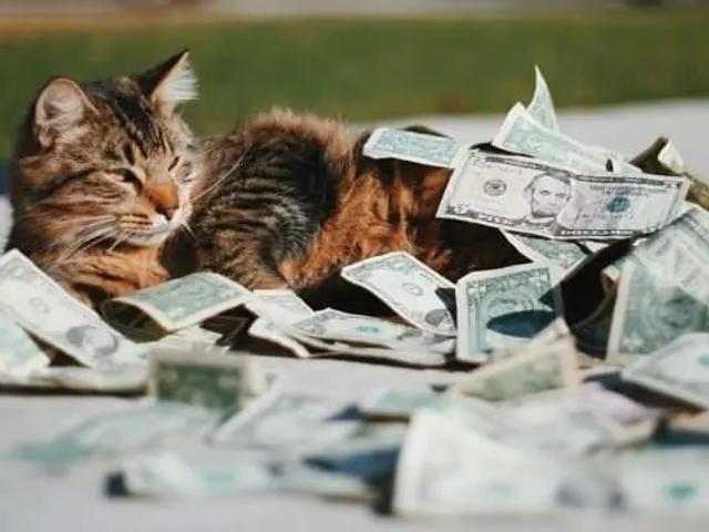 Un gato atigrado tumbado sobre un montón de billetes de dólar al aire libre