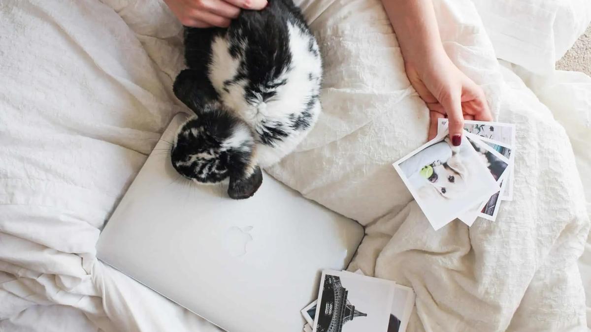 A person on a bed with a laptop, a curled up cat, and printed photos scattered nearby