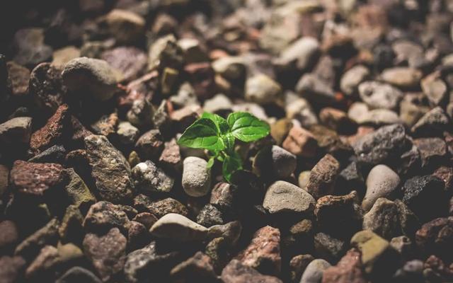 A small green seedling sprouting between rocky gravel stones