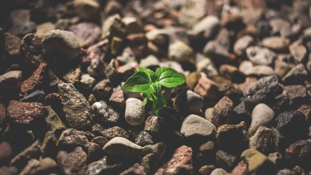 A small green seedling sprouting between rocky gravel stones