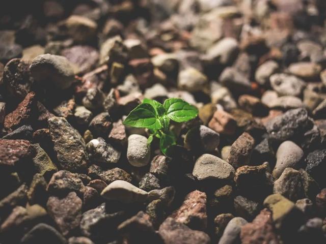 A small green seedling sprouting between rocky gravel stones