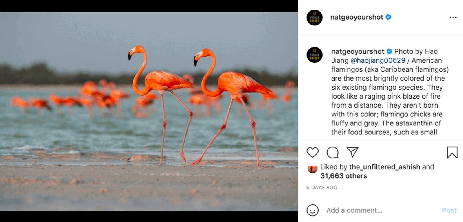 Flamencos corriendo por la arena frente a una masa de agua