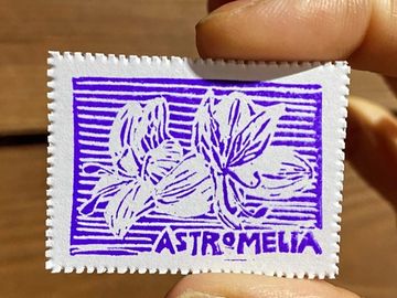 Día 2 — Astromelia - 1