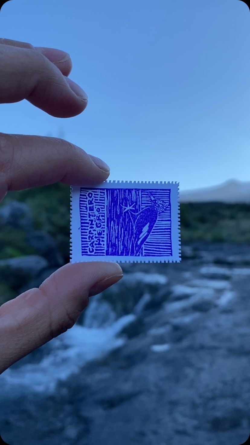 Día 7 — Carpintero Negro - 1