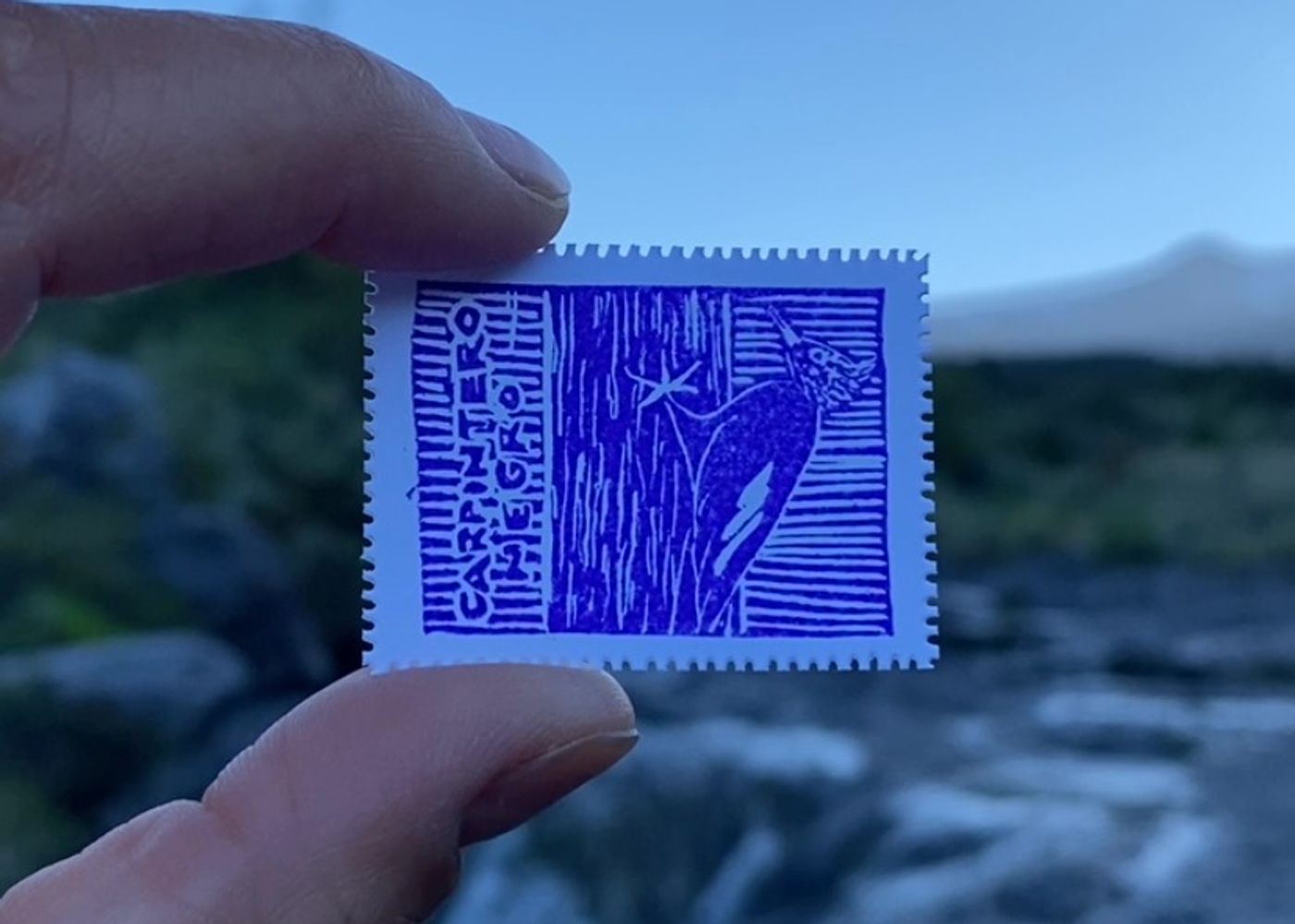 Día 7 — Carpintero Negro - 1