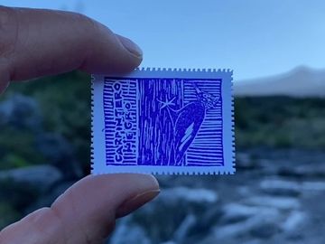 Día 7 — Carpintero Negro - 1