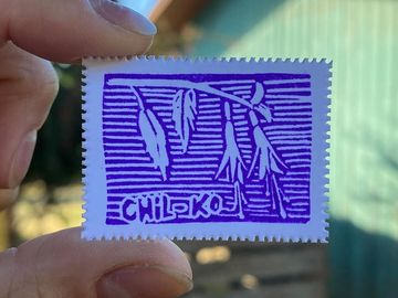 Día 5 — Chilko - 1