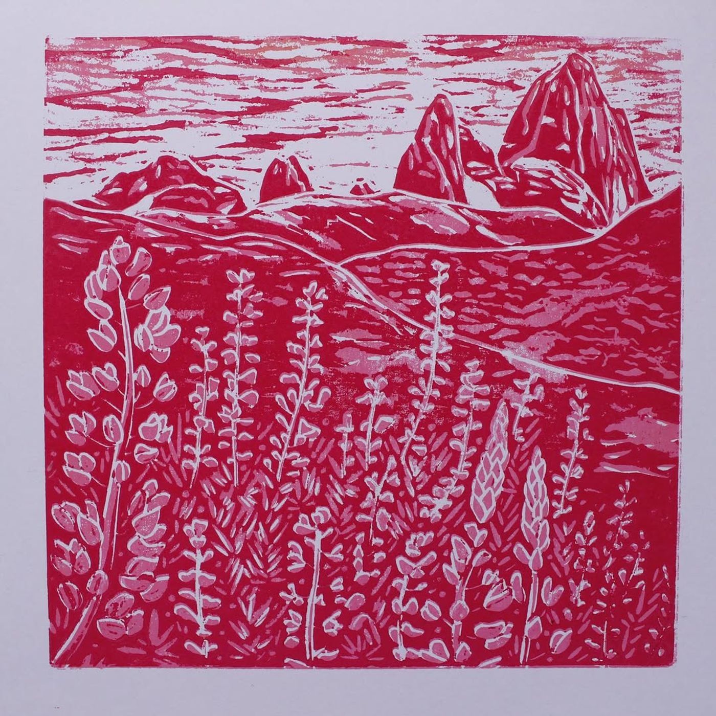 Lupinos - 1