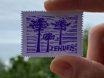 Día 3 — Pehuén - 1