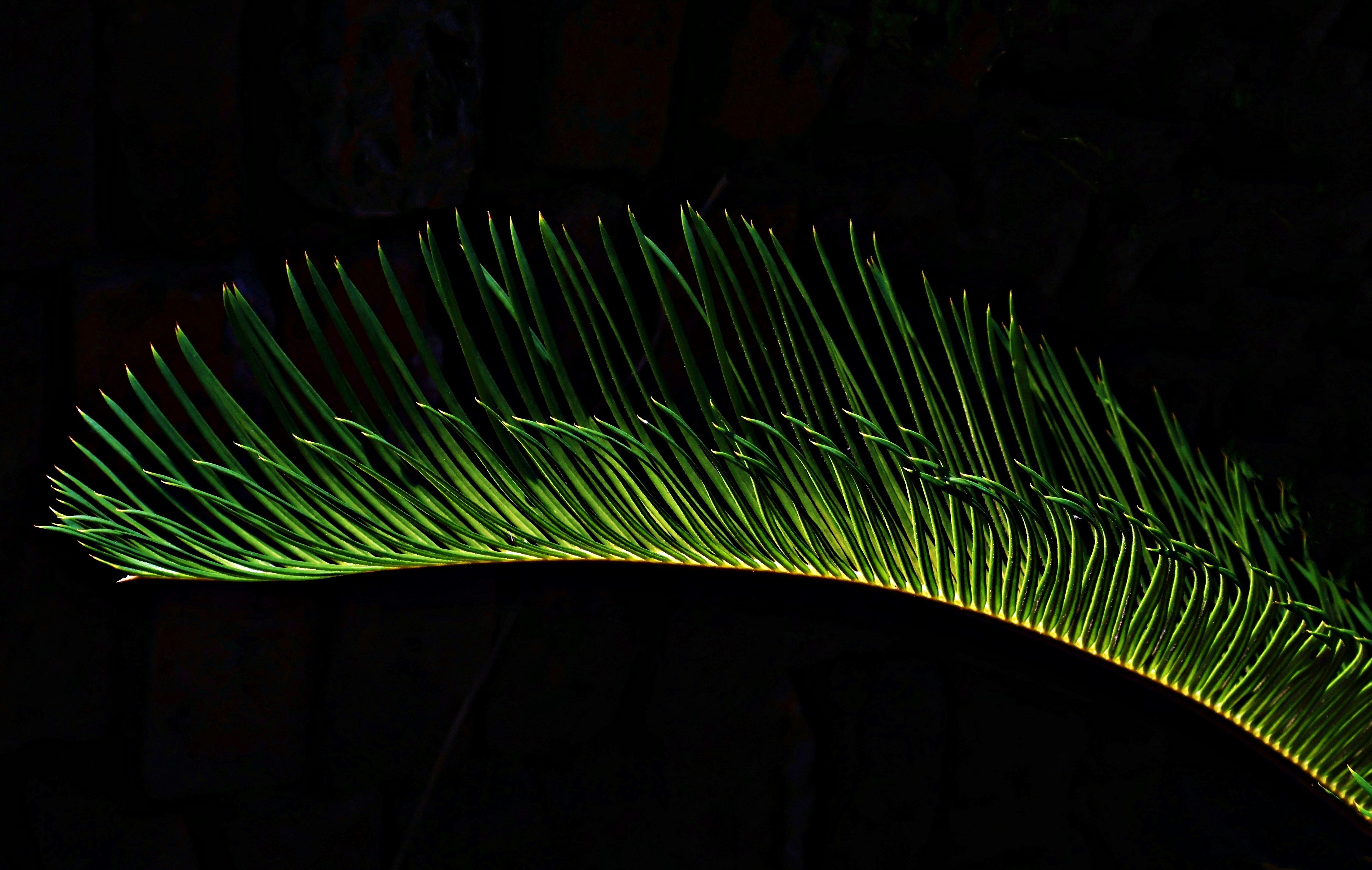 Backlit green palm frond against a dark background.