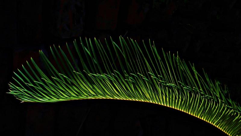 Backlit green palm frond against a dark background.