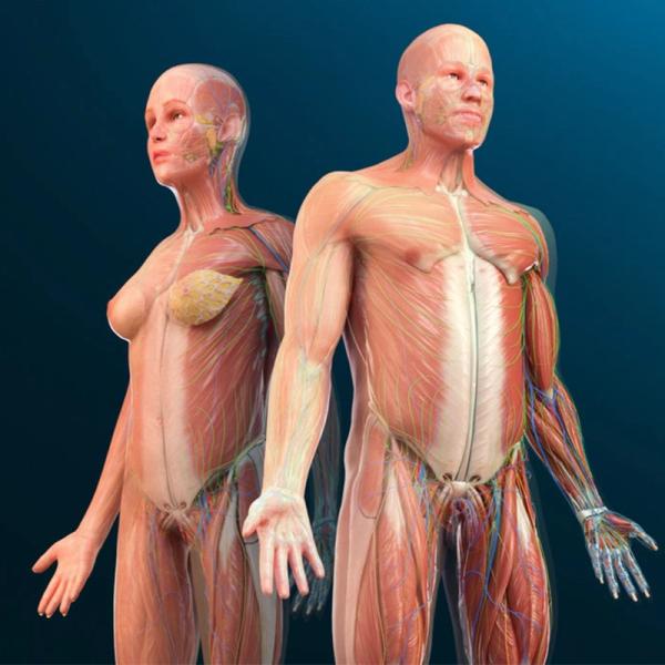 3D Organon anatomie VR