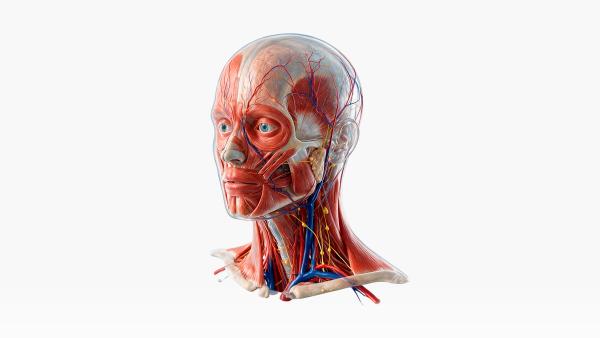 3D Organon anatomia en VR