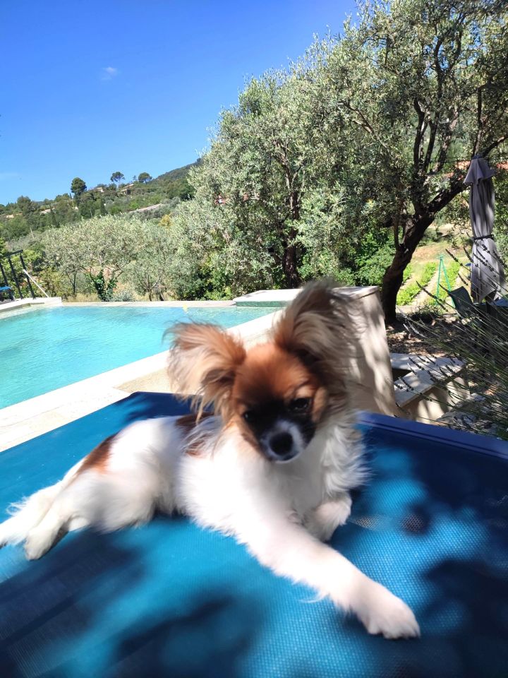 Un petit chien installé sur un transat au bord de la piscine